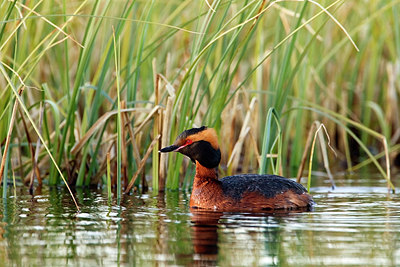 BUITEN BEELD Foto: 246026