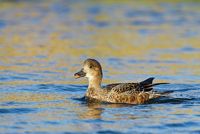 BUITEN BEELD Foto: 246037