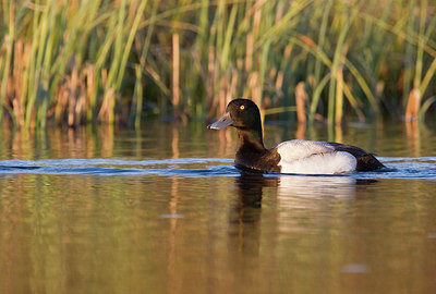 BUITEN BEELD Foto: 246039