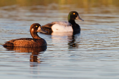 BUITEN BEELD Foto: 246040