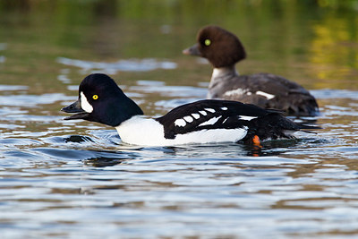 BUITEN BEELD Foto: 246057