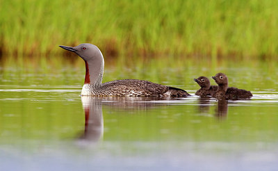 BUITEN BEELD Foto: 246066
