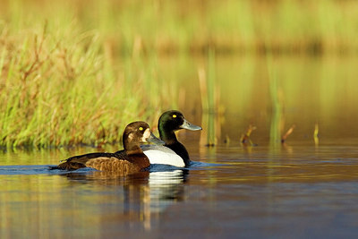 BUITEN BEELD Foto: 246070