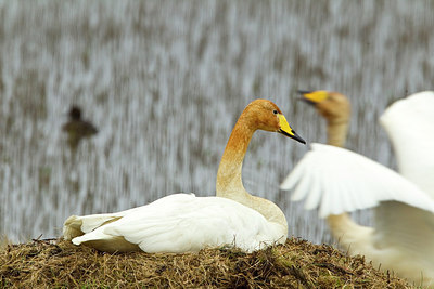 BUITEN BEELD Foto: 246072