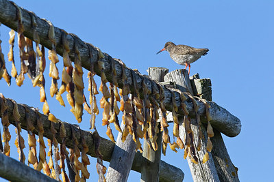 BUITEN BEELD Foto: 246082