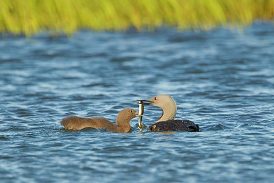 BUITEN BEELD Foto: 246099