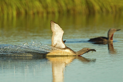 BUITEN BEELD Foto: 246102