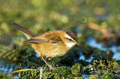 BUITEN BEELD Foto: 246123