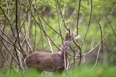 BUITEN BEELD Foto: 246124
