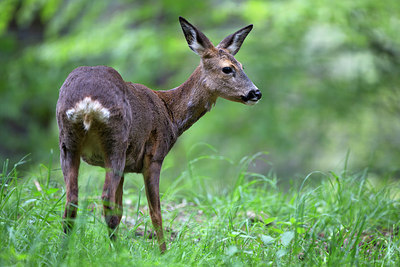 BUITEN BEELD Foto: 246144