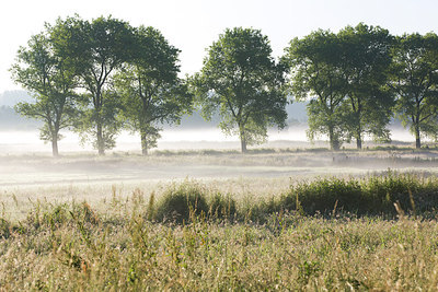 BUITEN BEELD Foto: 246272