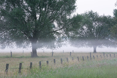 BUITEN BEELD Foto: 246299
