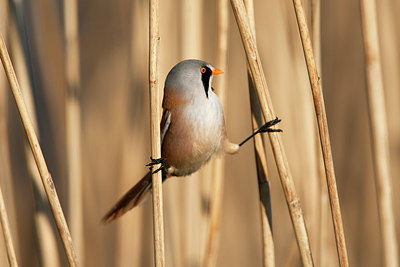 BUITEN BEELD Foto: 246307
