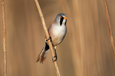 BUITEN BEELD Foto: 246314