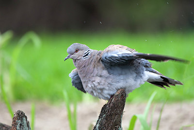 BUITEN BEELD Foto: 246316