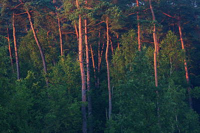 BUITEN BEELD Foto: 246331