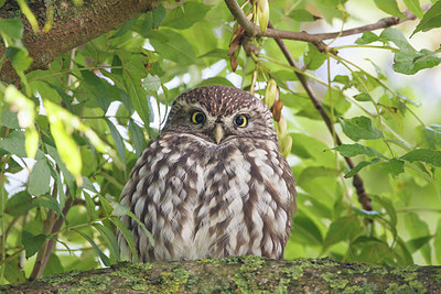 BUITEN BEELD Foto: 246352