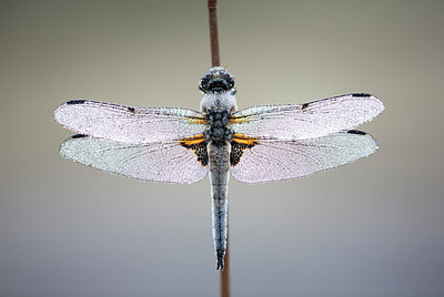 BUITEN BEELD Foto: 246372
