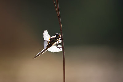 BUITEN BEELD Foto: 246376