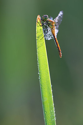 BUITEN BEELD Foto: 246378