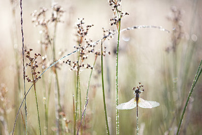 BUITEN BEELD Foto: 246384