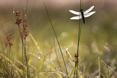 BUITEN BEELD Foto: 246385