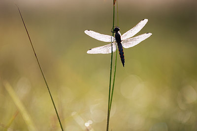 BUITEN BEELD Foto: 246386