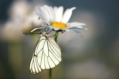 BUITEN BEELD Foto: 246390