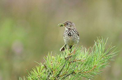BUITEN BEELD Foto: 246392