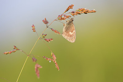 BUITEN BEELD Foto: 246404