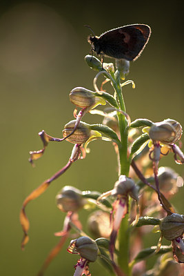 BUITEN BEELD Foto: 246406