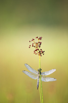 BUITEN BEELD Foto: 246422