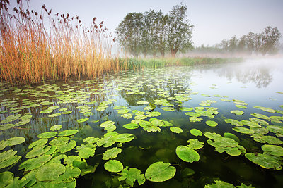 BUITEN BEELD Foto: 246435