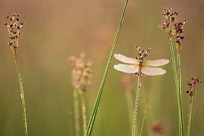 BUITEN BEELD Foto: 246461
