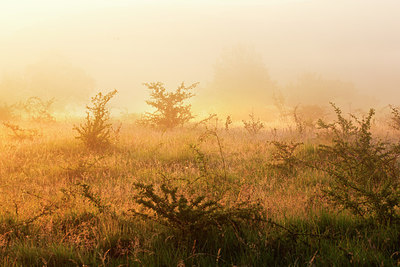 BUITEN BEELD Foto: 246472