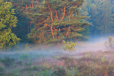 BUITEN BEELD Foto: 246481