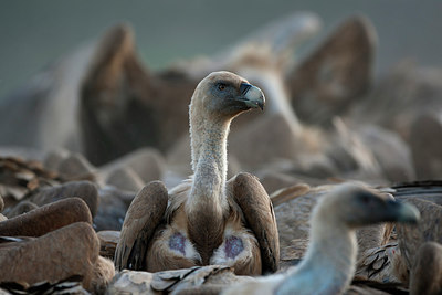 BUITEN BEELD Foto: 246503