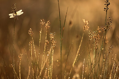 BUITEN BEELD Foto: 246509