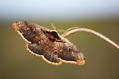 BUITEN BEELD Foto: 246510