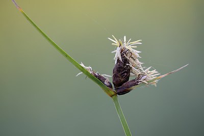 BUITEN BEELD Foto: 246521