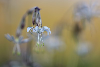 BUITEN BEELD Foto: 246532