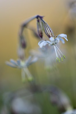 BUITEN BEELD Foto: 246533