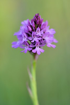 BUITEN BEELD Foto: 246536