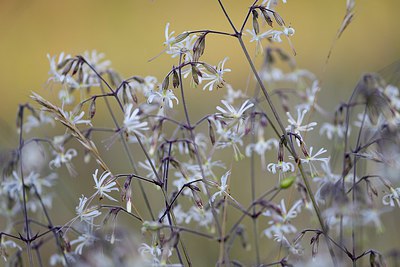 BUITEN BEELD Foto: 246539