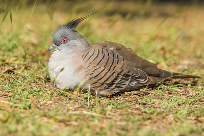 BUITEN BEELD Foto: 246576