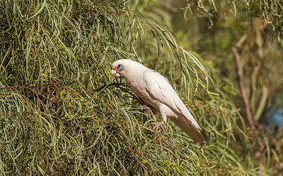 BUITEN BEELD Foto: 246578