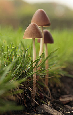 BUITEN BEELD Foto: 246595