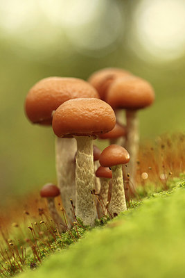 BUITEN BEELD Foto: 246608