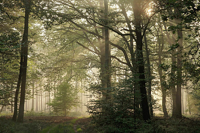 BUITEN BEELD Foto: 246611