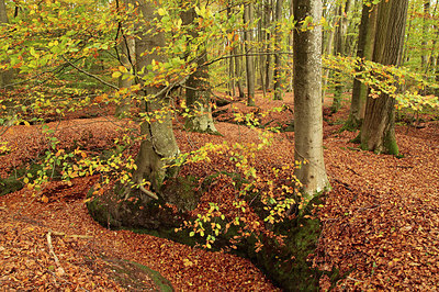 BUITEN BEELD Foto: 246624
